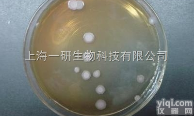 <em>仙台</em>链<em>霉菌</em>实验方法