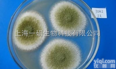 <em>志贺</em>氏<em>痢疾</em>杆菌现货供应