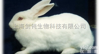 JRD762  肺血管炎性<em>肺心病</em>模型构建