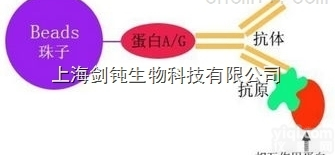 JRD553  <em>免疫</em>共<em>沉淀</em>（Co-IP）实验组学技术<em>服务</em>