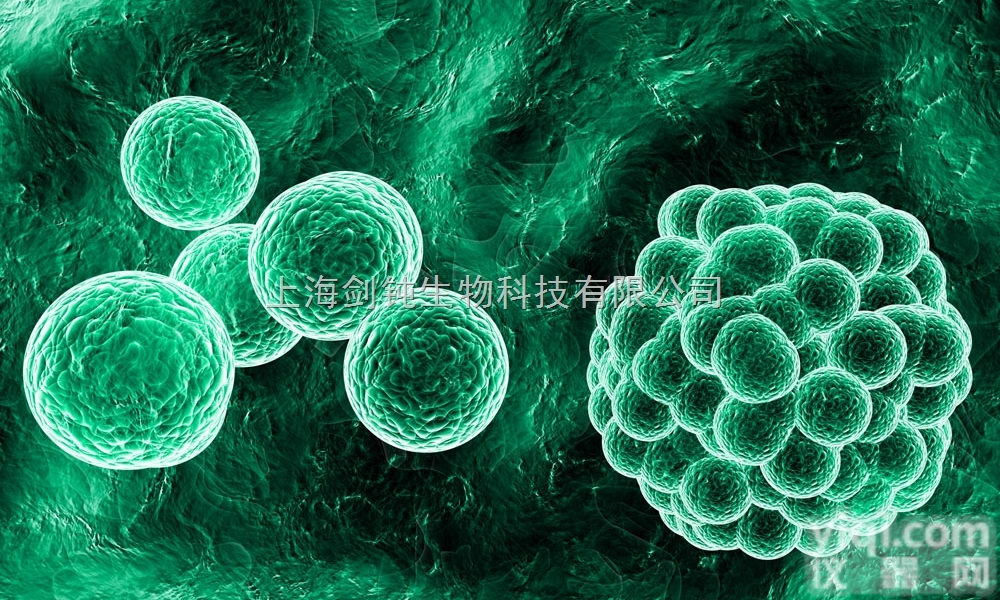 JRD808  细胞<em>活性氧</em>检测实验<em>外包</em>