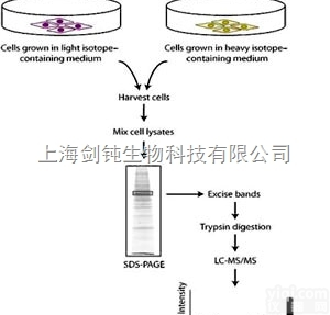 JRD569  <em>SILAC</em>组学<em>技术服务</em>