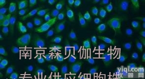 ARO,<em>甲状腺癌</em><em>细胞株</em>（未分化）