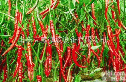 辣椒微波<em>烘干</em><em>杀菌机</em>