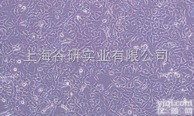 大鼠胶质瘤C6<em>细胞系</em>完全<em>培养基</em>培养