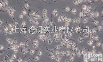 <em>SD大鼠脂肪间充质干细胞</em>成软骨诱导分化完全培养基运输