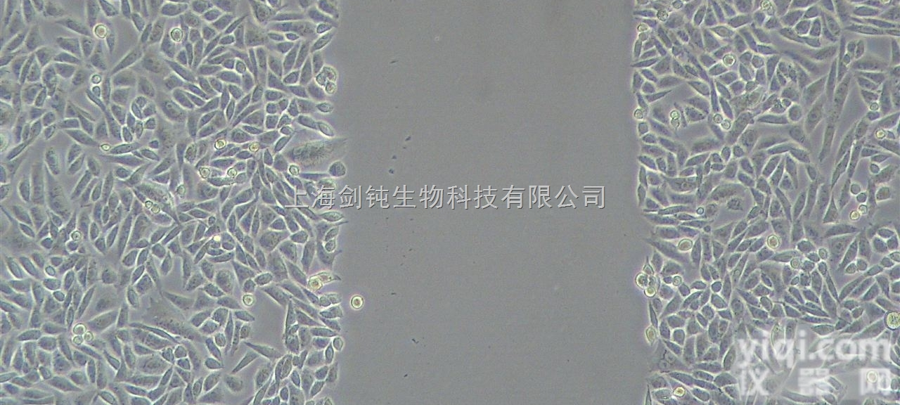 <em>细胞迁移实验</em>外包服务