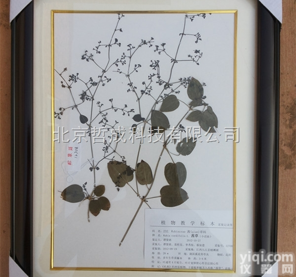 ZC  YY植物<em>生药</em>学（茎类）玻片<em>标本</em>