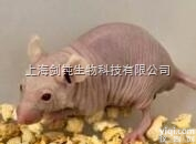 荷瘤裸鼠动物模型<em>构建</em>实验<em>外包</em>