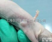 JRD931  同源性<em>皮下</em><em>移植</em><em>肿瘤</em>模型实验外包