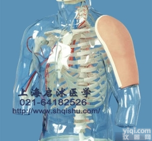 QS/HS20F  高级<em>上臂</em>肌肉<em>注射</em>及对比模型--带检测<em>警示</em>系统