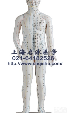 QS-XC502A  QS-XC502A 人体<em>针灸</em><em>模型</em> 70CM 中医<em>针灸</em><em>模型</em>