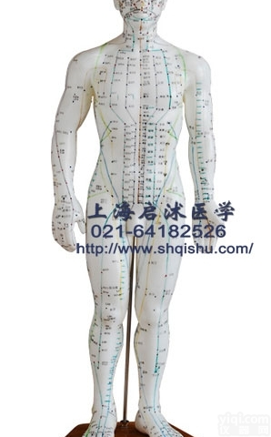 QS-XC503  QS-XC503人体<em>针灸</em><em>模型</em> 50CM 中医<em>针灸</em><em>模型</em>人
