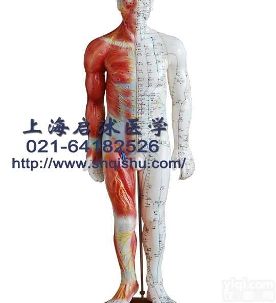 QS-XC517A  男性针灸<em>模型</em> 55CM（带肌肉<em>解剖</em>） 中医针灸<em>模型</em>