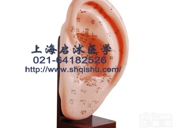 QS-XC508A  耳<em>针灸</em>模型 22CM 耳<em>针灸</em>训练<em>教学模型</em>