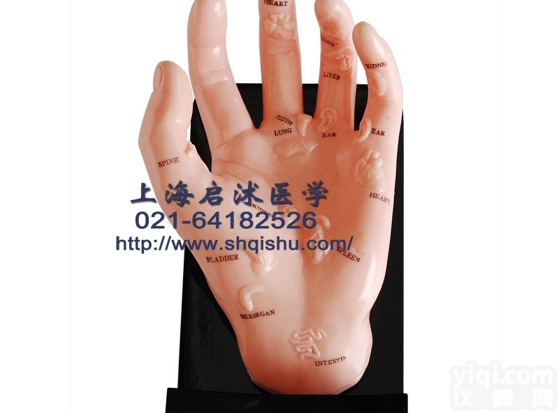 QS-XC511  保健手<em>模型</em> 针灸按摩<em>手部</em><em>模型</em>