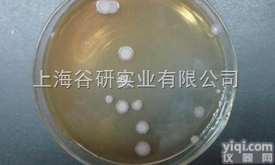 粪肠球菌（粪<em>链球菌</em>）<em>运输</em>