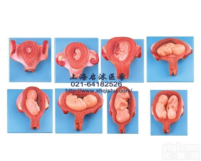 QS-42005  胎儿（<em>胚胎</em>）妊娠发育过程<em>模型</em> <em>胚胎</em>发育过程<em>模型</em>