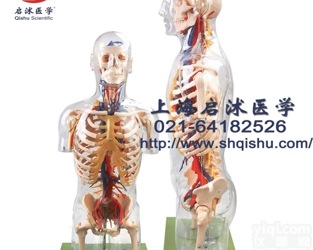 QS-A10005  透明<em>半身</em><em>躯干</em>附血管神经模型 透明<em>躯干</em>模型