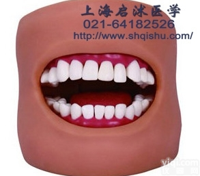 QS/K4  <em>护理</em><em>保健</em>模型（带脸颊），口腔<em>护理</em>模型