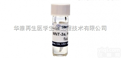 W3A-H-005  人<em>重组</em>WNT-3a<em>蛋白</em> 人源细胞表达高纯度和高活性的人<em>重组</em>WNT-3a...