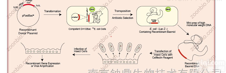 杆状病毒<em>载体</em><em>表达</em>系统