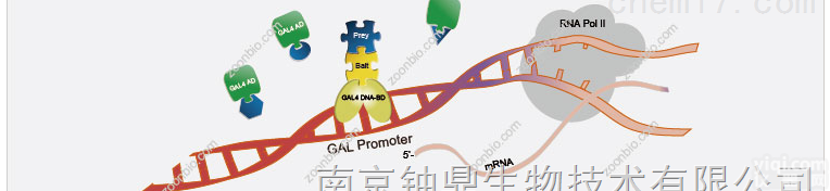 酵母双<em>杂交</em>检测<em>实验</em>