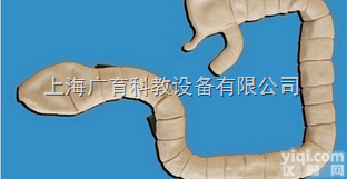 LV42  <em>乙状结肠镜</em>检查<em>模型</em>