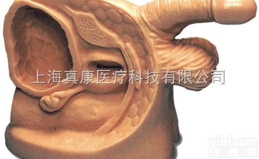 KAH-A1  高级男性<em>导尿</em>外<em>生殖器</em>模型KAH-A1