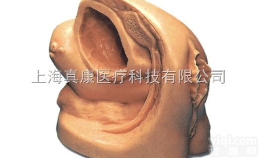 KASH-A2  高级女性<em>导尿</em>外<em>生殖器</em><em>模型</em>
