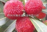 10-98%  <em>杨梅</em>苷<em>Myricetrin</em>