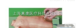 KAH-RGDCⅡ型  儿童股静脉与股<em>动脉</em><em>穿刺</em>电动模型