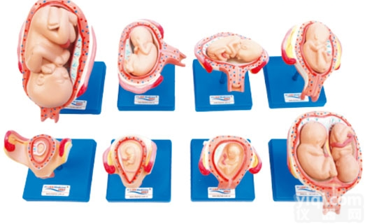 KAH/42005  妊娠胚胎发育过程<em>模型</em>（8件套） <em>妇婴</em>