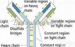 <em>T Beta 10抗体,胸腺素β10抗体</em>技术支持