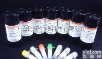 Anti-SFXN3抗体；三羧酸<em>载体</em>样<em>蛋白</em>3抗体