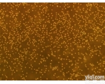 小鼠原代<em>小肠</em><em>黏膜</em>上皮细胞