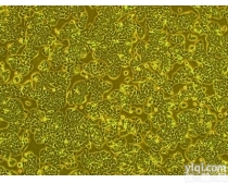 人原代<em>直肠</em>成<em>纤维</em><em>细胞</em>