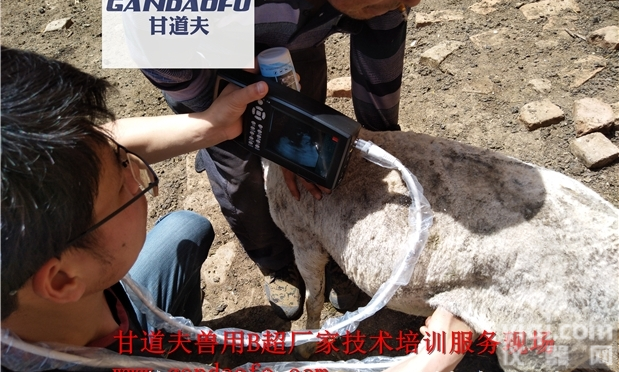 羊用B超使用方法测孕图像视频教程技术<em>培训服务</em>
