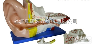 KAH/A303A  <em>大耳</em><em>解剖</em>模型 人体各大<em>器官</em>