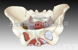 KAH/A125  女性<em>骨盆</em>及<em>盆底</em><em>肌肉</em>模型 人体各大器官