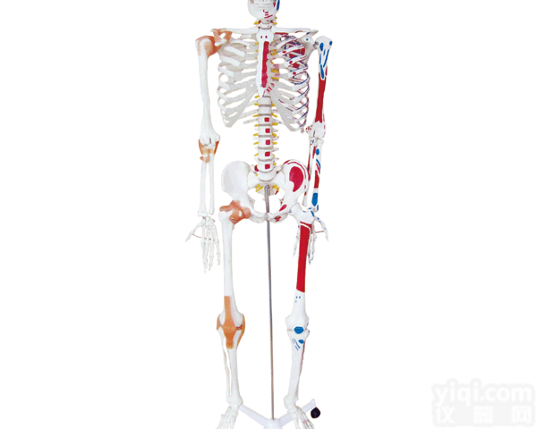 KAH/A11102/1  人体<em>骨骼</em>半边肌肉<em>着色</em>附<em>韧带</em>模型（180cm） 人体各大器官