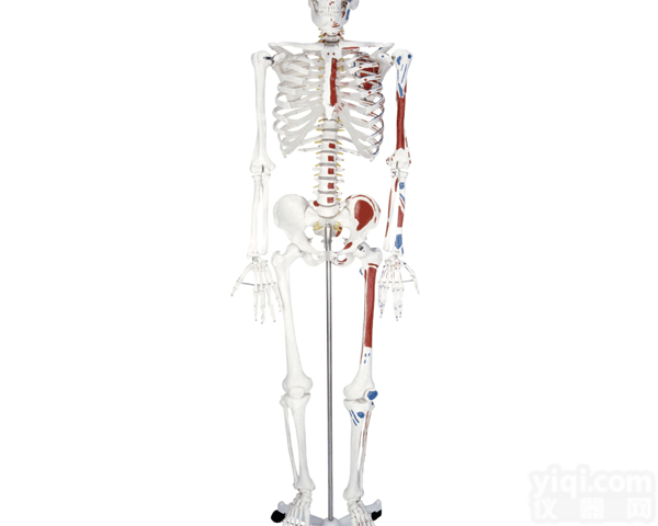 <em>KAH/A11102/2  人体骨骼半边肌肉着色模型（180cm） 人体各大器官</em>