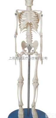 <em>KAH/A103  人体骨骼模型42CM 人体各大器官</em>