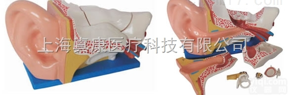KAH/A303C  新型<em>大耳</em><em>解剖</em>模型 人体各大<em>器官</em>