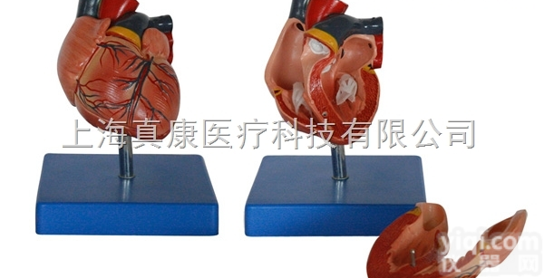 <em>KAH/A307B  新型自然大心脏解剖模型 人体各大器官</em>
