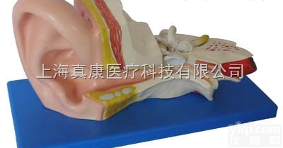 KAH/A303B  <em>中耳</em><em>解剖</em>模型 人体各大<em>器官</em>