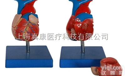 <em>KAH/A307A  自然大心脏解剖模型 人体各大器官</em>