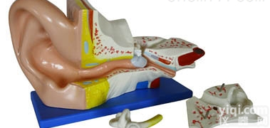 KAH/A303A  <em>大耳</em><em>解剖</em>模型 人体各大<em>器官</em>