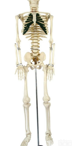 KAH/A102A  <em>人体</em><em>骨骼</em>带神经模型85CM <em>人体</em>各大<em>器官</em>