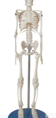 KAH/A103  <em>人体</em><em>骨骼</em><em>模型</em>42CM <em>人体</em>各大器官